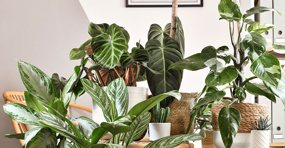 Various healthy houseplants indoors