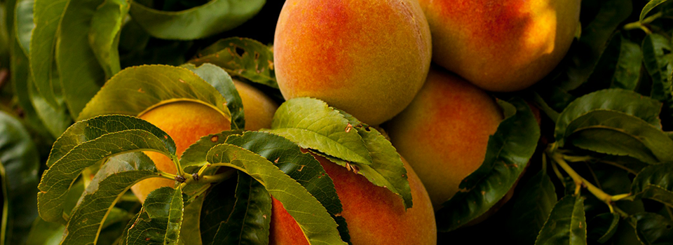 Peach Tree Leaves