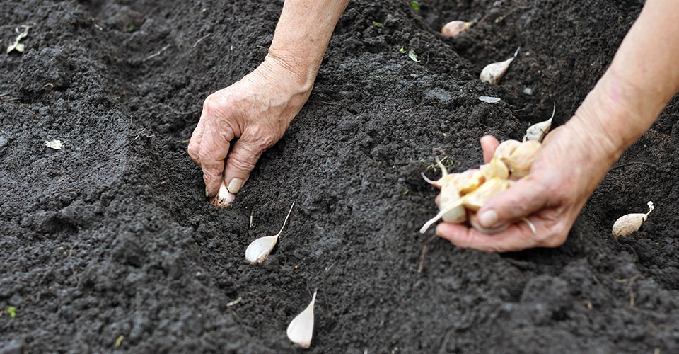 closeup of woman planting garlic in garden rows