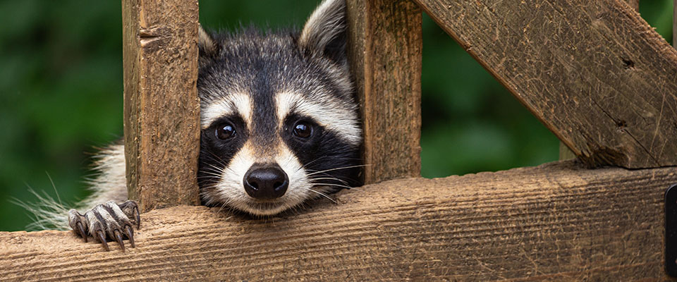 Protecting sweet corn from raccoons