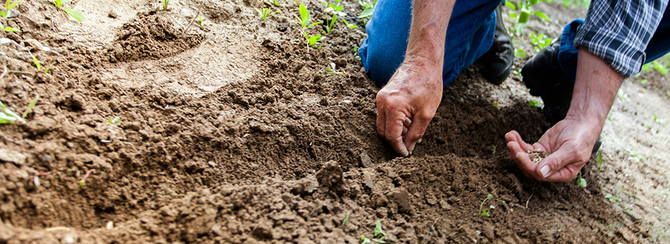 Planting seeds