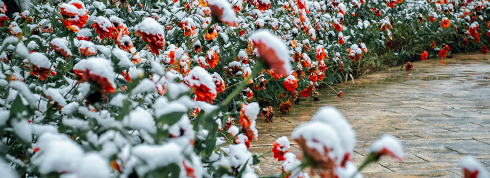 Closeup of snow on red flower garden