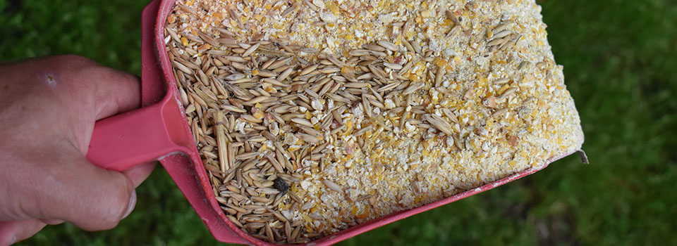 scoop of crimped oats and cracked corn