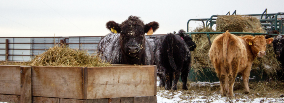 Cattle standing at a hay feeder.