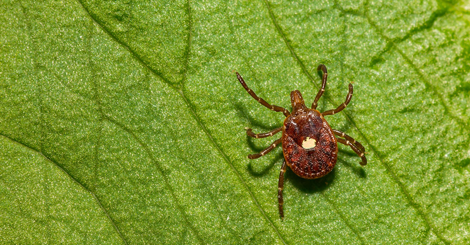 lone star tick with white spot on back on a bright green leaf lone star tick with white spot on back on a bright green leaf
