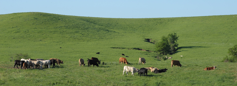 Stocker calves grazing.