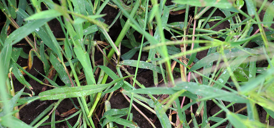 Closeup of crabgrass leaves and shoots Closeup of crabgrass leaves and shoots