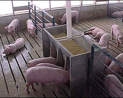 Swine feeding