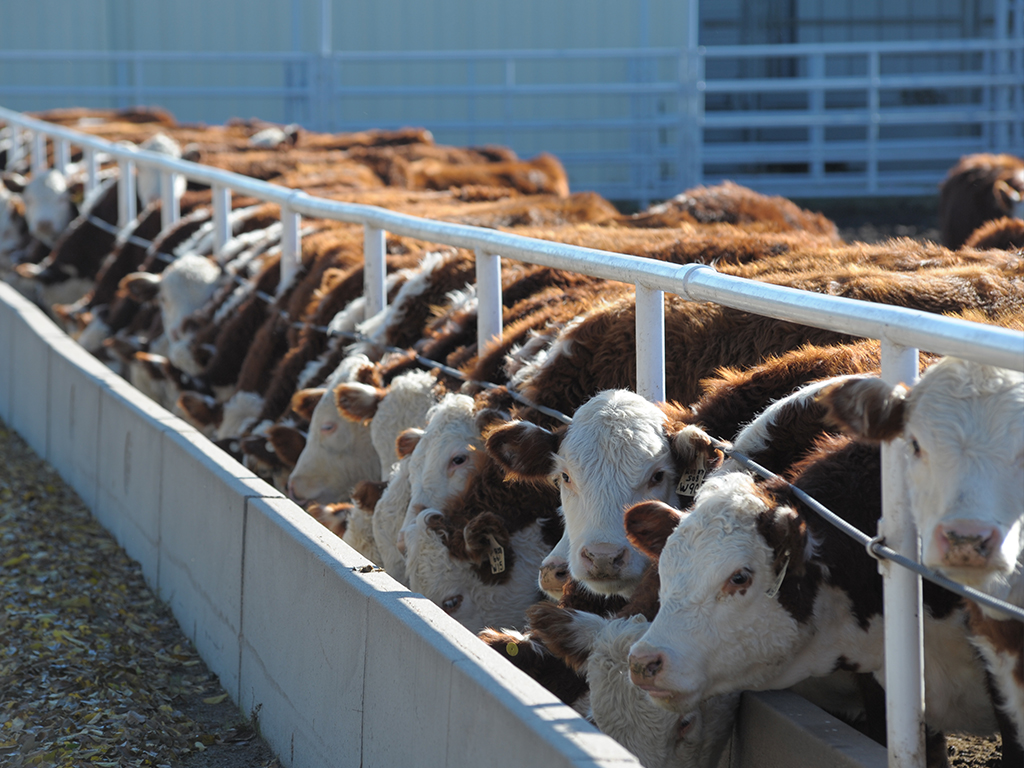 Scott City is site of 2017 KState Cattle Feeders College Cattle Crew