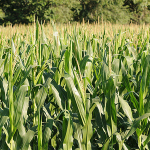 Kansas corn field