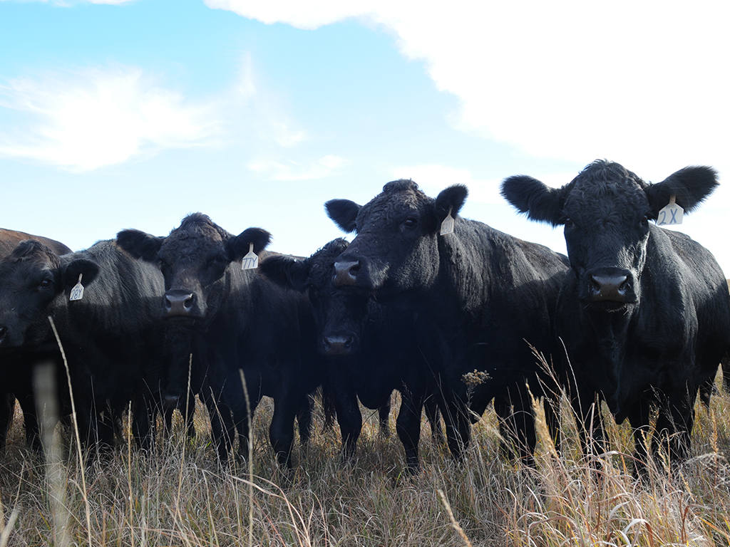 se-cattle-forage se-cattle-forage