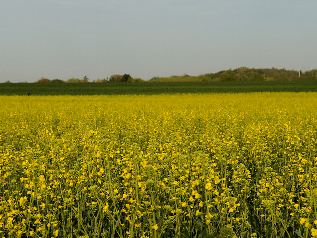 Canola