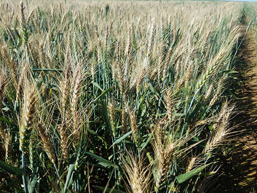 Brazil farm field affected by wheat blast