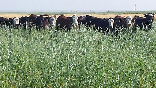 Cattle in farm field, winter ranch management seminars