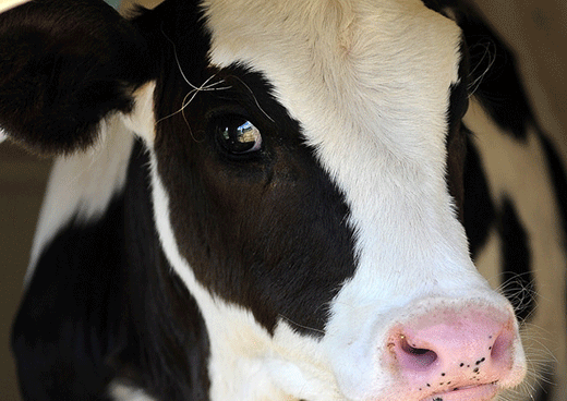 Close up, holstein cow's head Close up, holstein cow's head