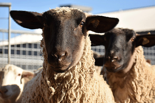 K-State hosts Sheep Producer Day on March 23