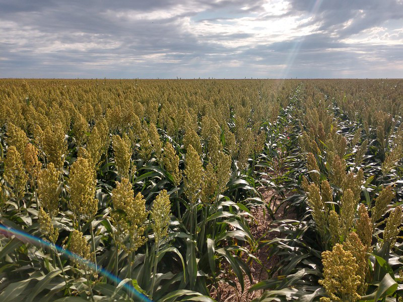 K-State Sorghum Production Schools Scheduled For Late January