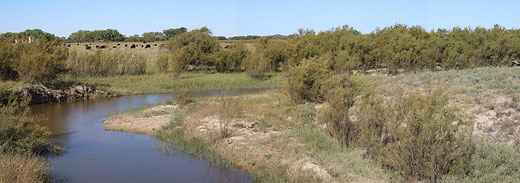 meandering river with tamarisk trees