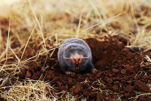 How to Trap a Mole Trapping Tips