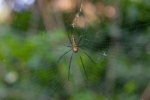 Good Spiders That Help Gardens