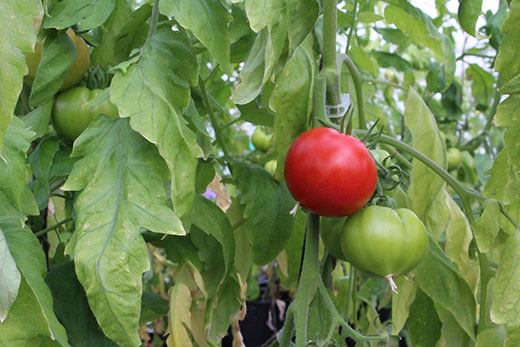 one red and one green tomato growing on a vine