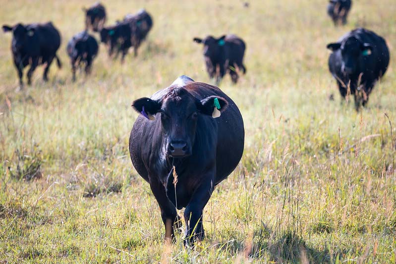 cows on fall pasture