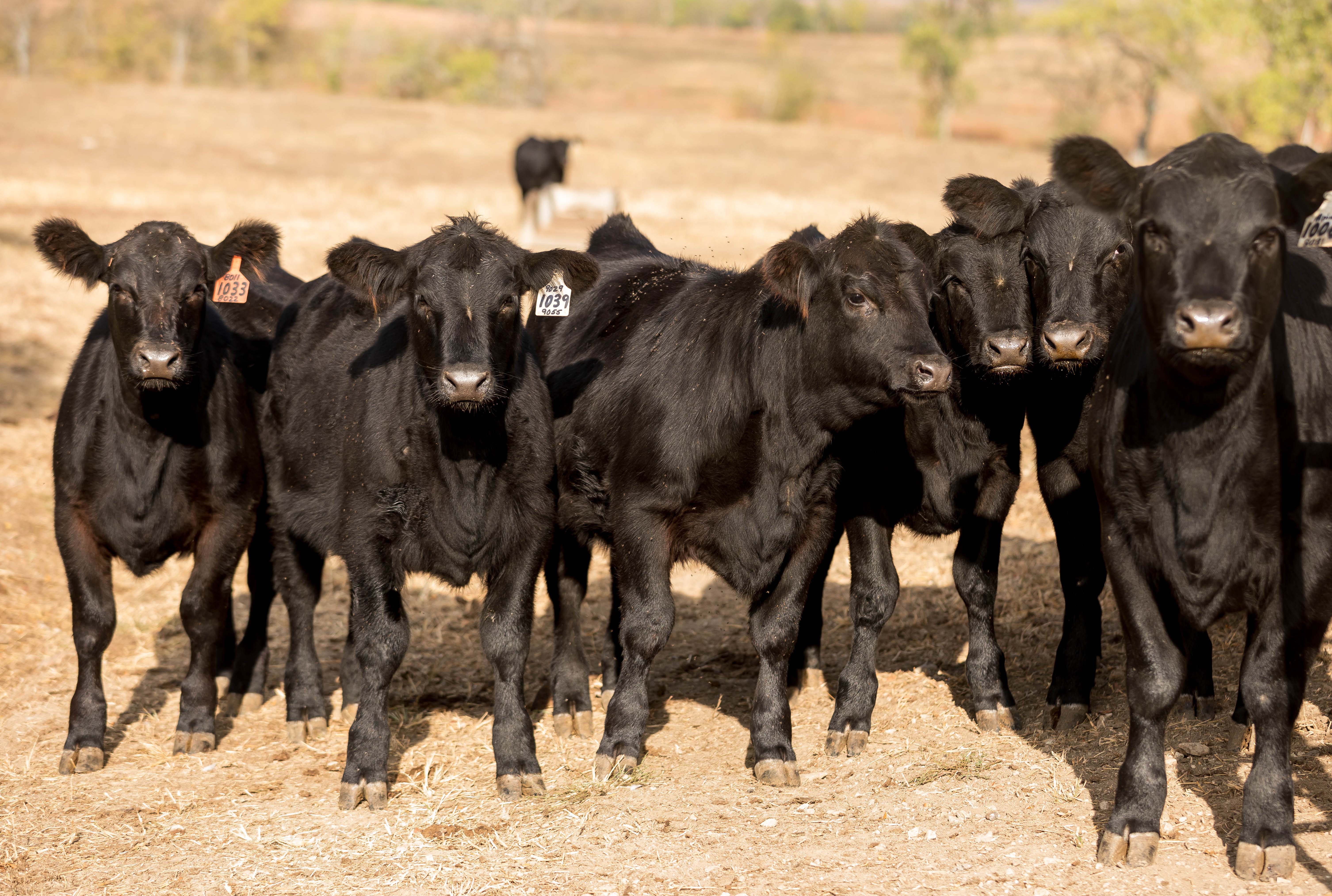 angus calves