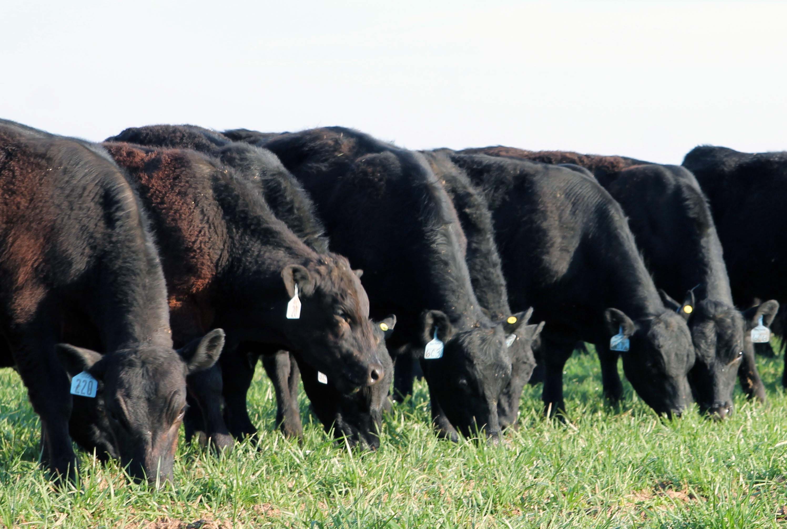 beef cattle grazing fescue