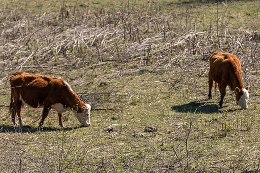 Cattle Chat: Managing For Drought