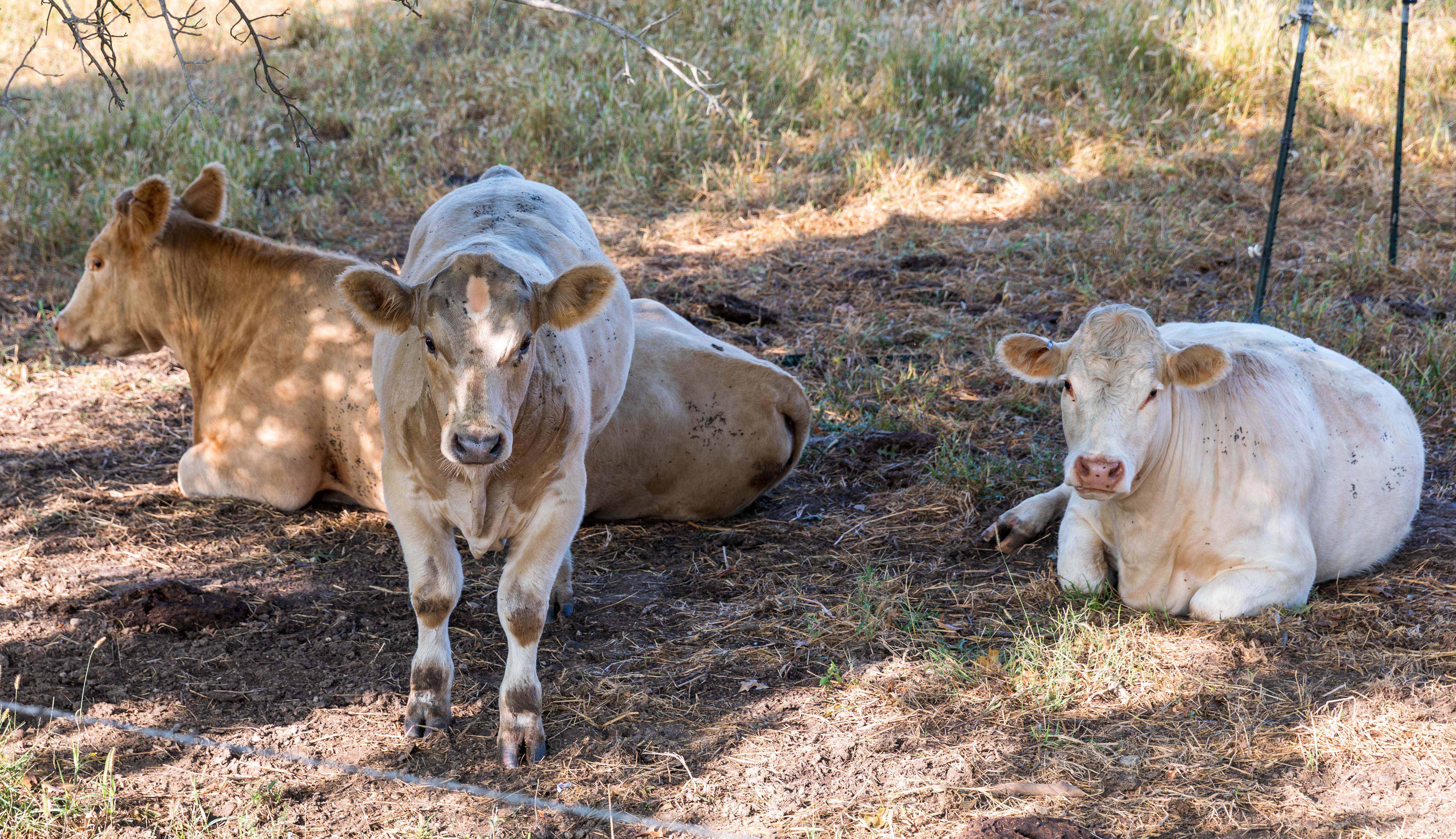 charlolais cattle with flies