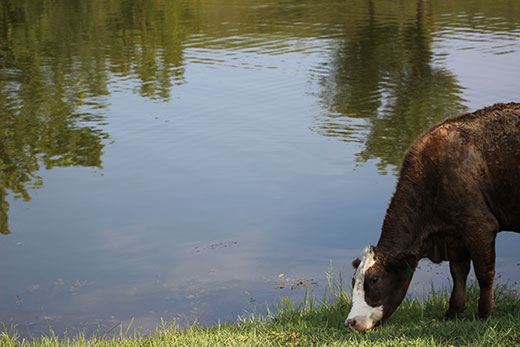 cow in water