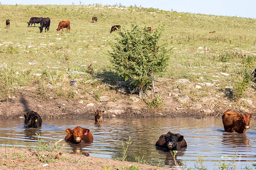 Several cows wading in farm pond