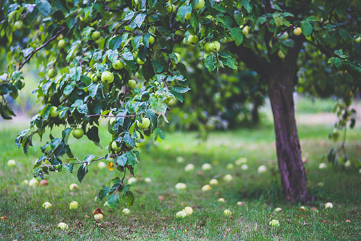 Apple tree, apples on ground Apple tree, apples on ground