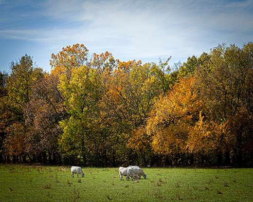 why-do-trees-change-color-in-fall