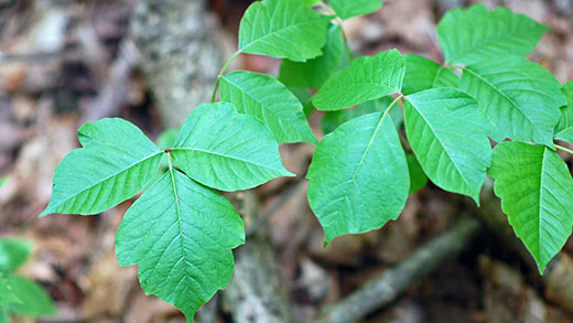 Poison Ivy Leaves Identification