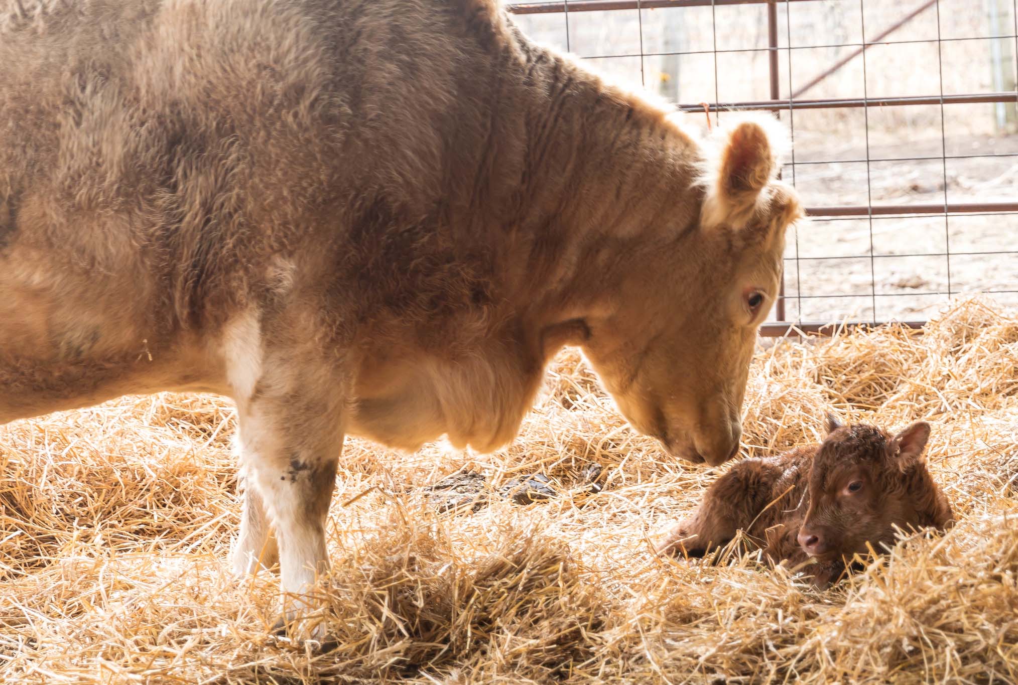 Tips for keeping cattle feeding areas clean