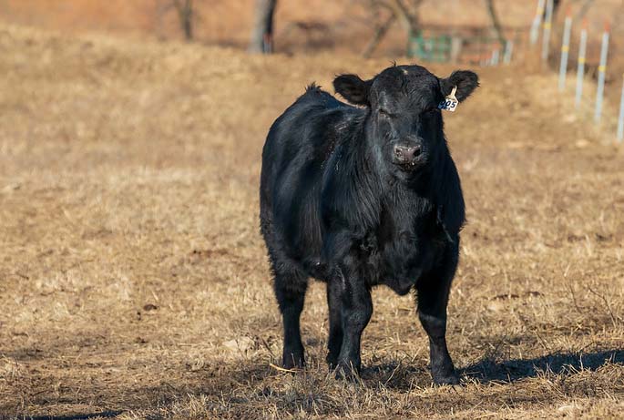 Single Angus Bull