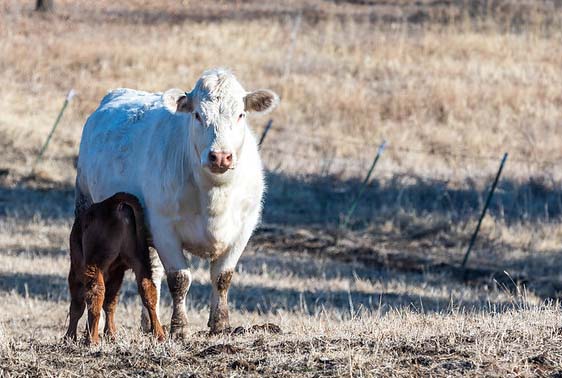 charolaisheiferandcalf