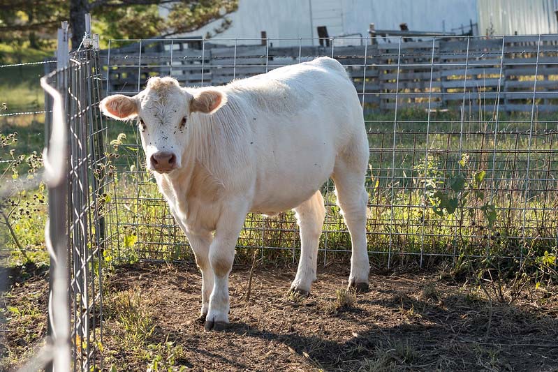 Charolais yearling