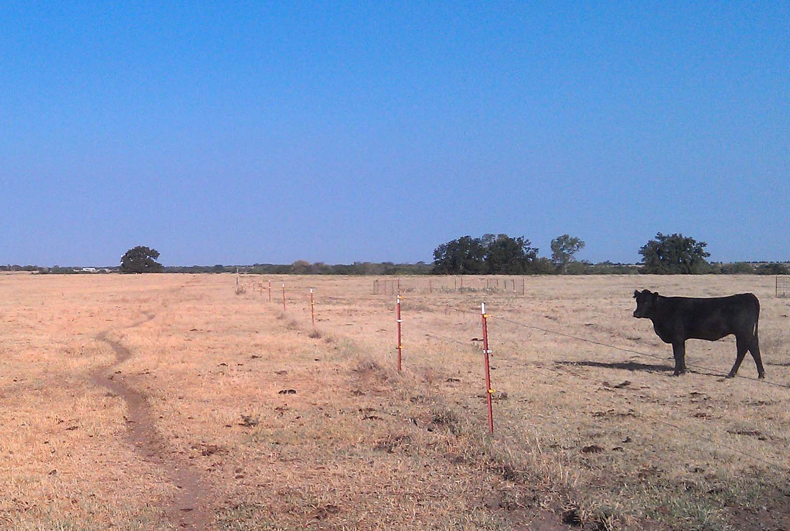 pasture drought