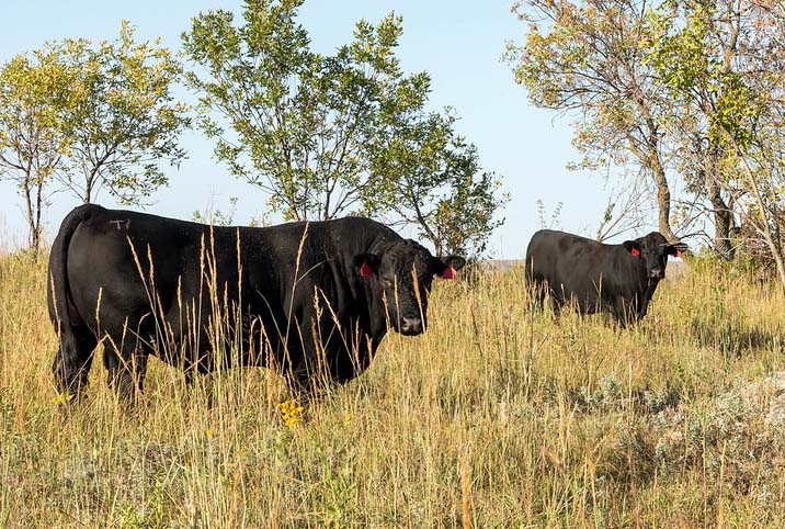 fall bulls on pasture