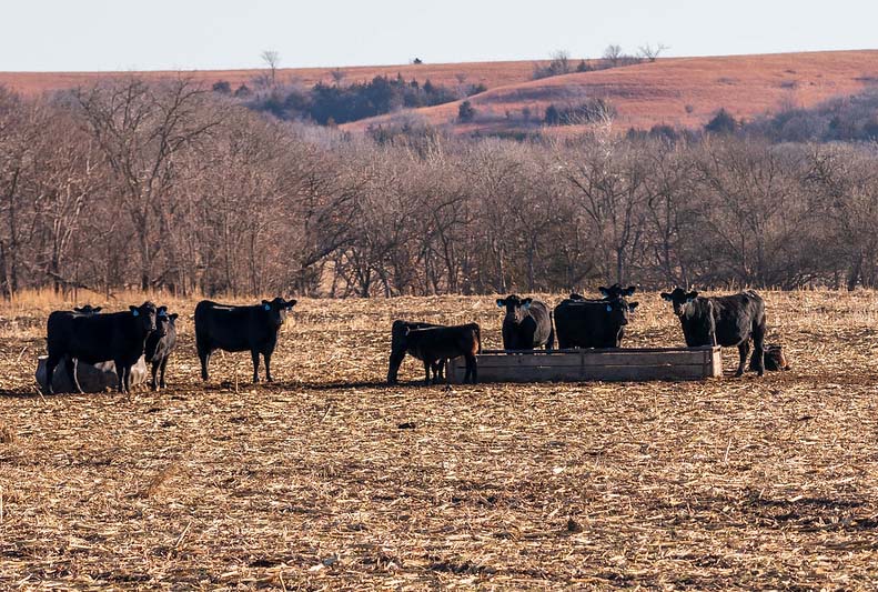 cow calf pasture feeding