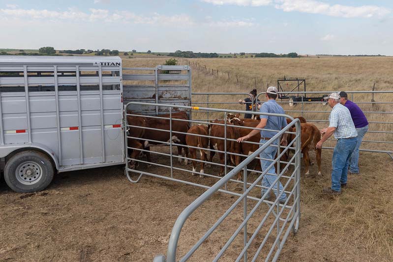 loading calves