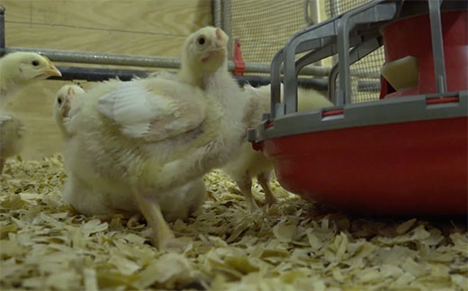 Baby chick near water dish in K-State poultry barn