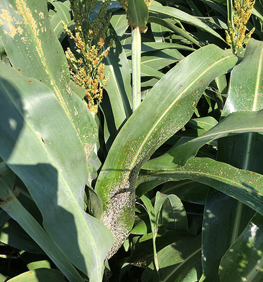 Sorghum leaves with aphids, ellsworth county