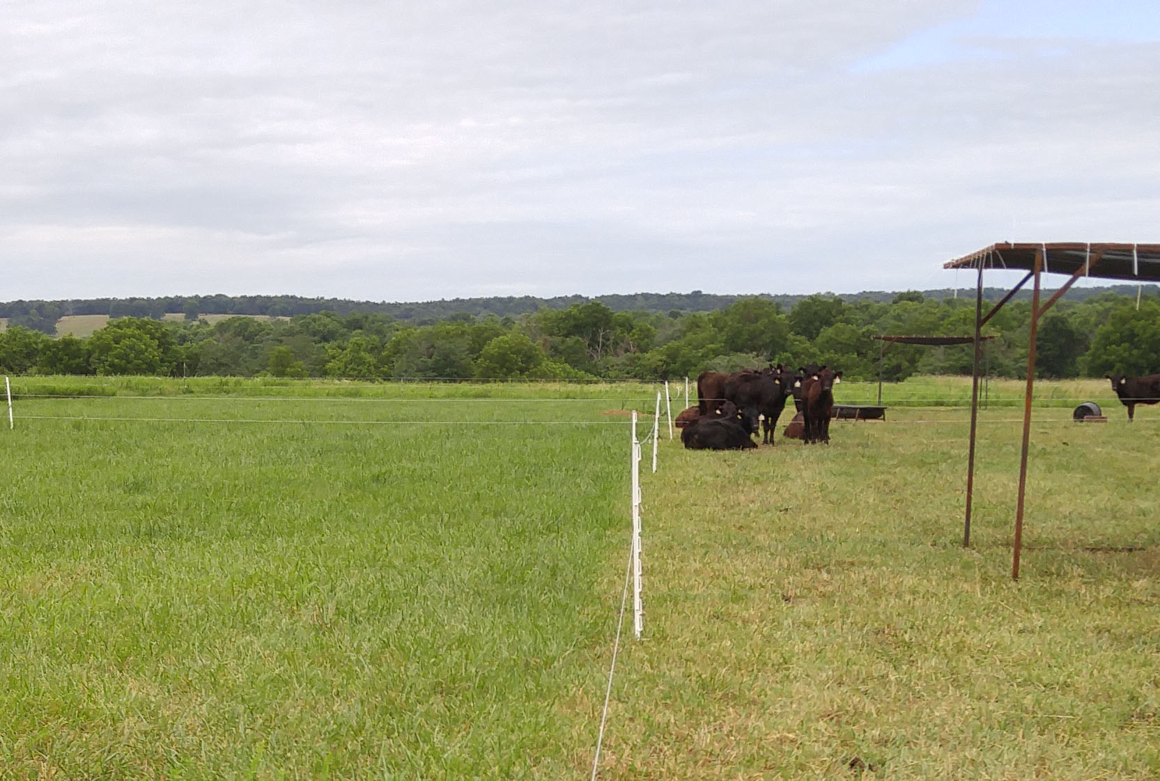 strip grazing