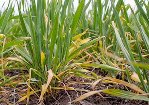 yellow wheat, chlorosis