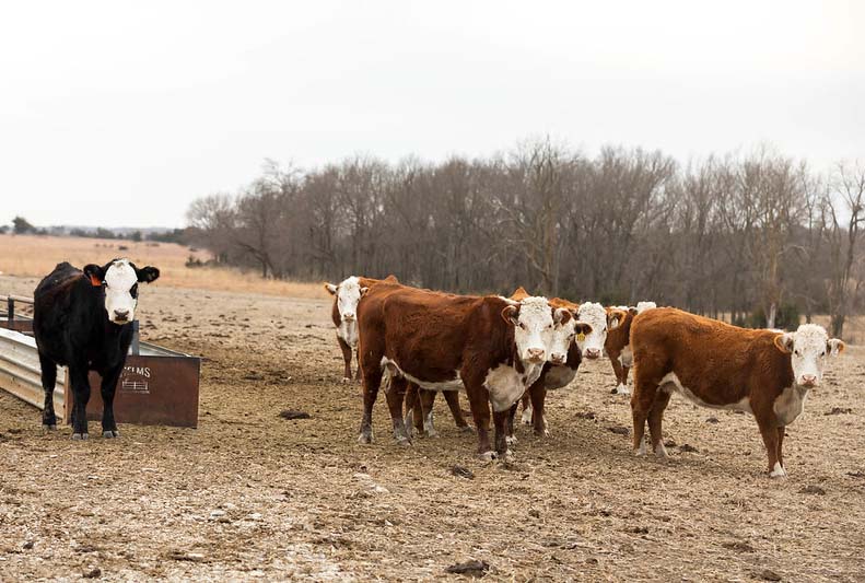 winter yearlings