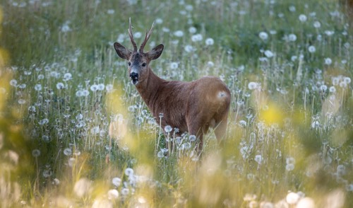 Two-point buck in a field, turning and looking at camera