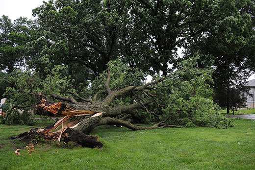 Large tree fallen over